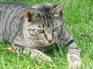 Tierheilpraktikerin Simone Fuchs - Katze