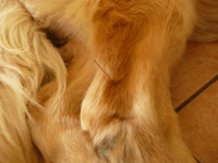 Akupunkturnadeln an einem Hund