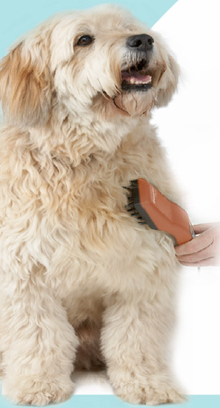 Hund, der gebürstet wird