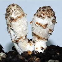 Coprinus